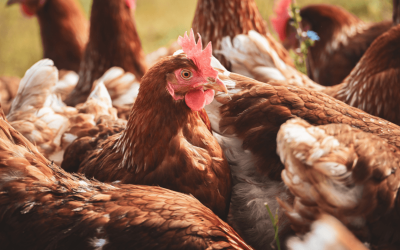 Prowadzenie bloga i działania SEO dla sklepu z branży hodowlanej