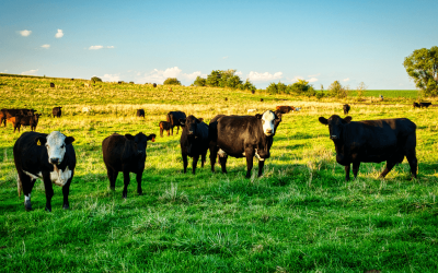 Prowadzenie bloga dla kliniki weterynaryjnej